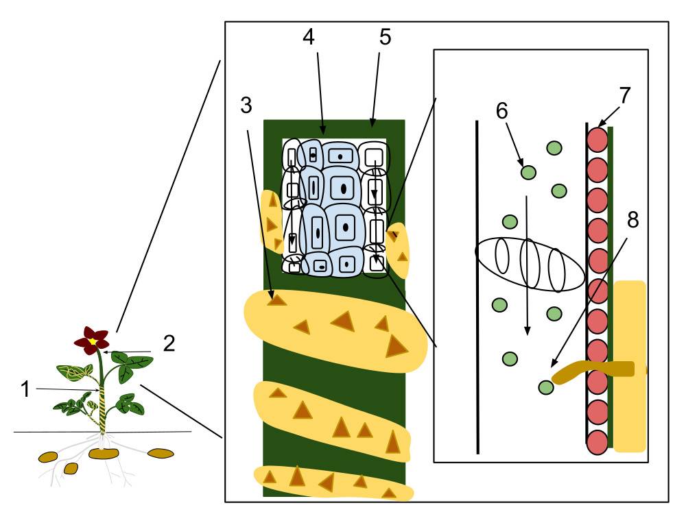 Dodder and its use of haustoria by Maliyanbinette is licensed under CC BY-SA 4.0
